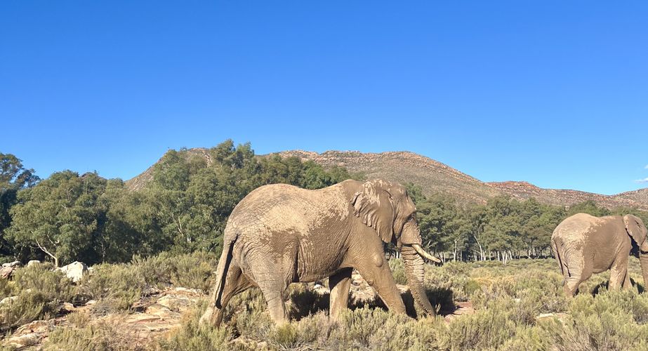 Kruger NP olifanten Zuid Afrika groepsrondreis 1